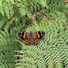 Kahukura- Red Admiral Butterfly Necklace