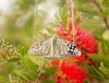 Monarch Butterfly Necklace, Sterling Silver